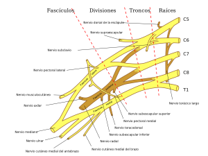 Cervical Spine Nerves