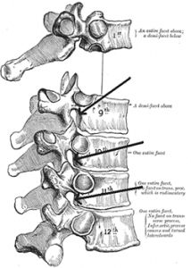 Cervical Spine Discs